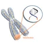 Telomeros