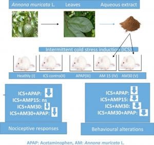 Estudios ciéntificos de la aplicación de la Guanábana en el tratamiento de la Fibromialgía, Diabetes y la Depresión entre otros