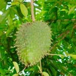 Kaufen Sie Graviola-Frucht (Soursop)