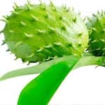 Compre folhas de graviola
