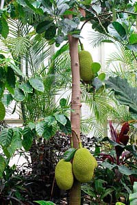 KAUFEN DES SOURSOP-BAUMS UND DER SAMEN