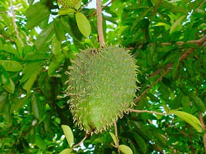 Compre Graviola Fruit (Graviola)