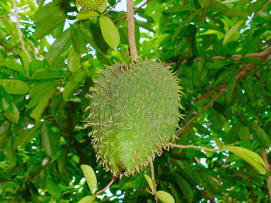 Achetez Graviola