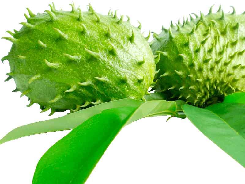 Compre folhas de graviola